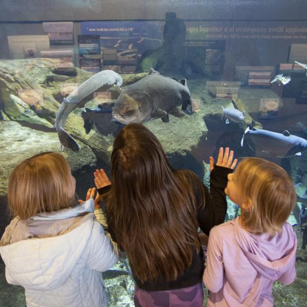 kids looking at aquarium